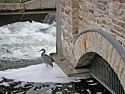 Great Blue Heron at the Old Stone Mill