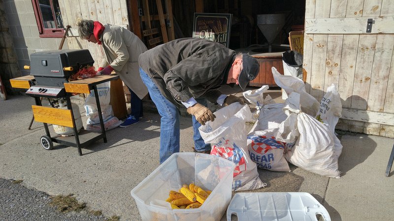 Volunteers Doug and Claire Cowley sort corn for use with the corn sheller on the day before the festival.  Delta Harvest Festival 2015